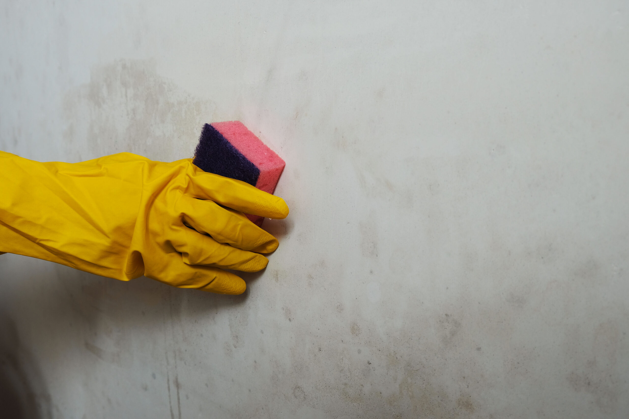 Treatment of walls from mold, a gloved hand applies an antiseptic against fungus